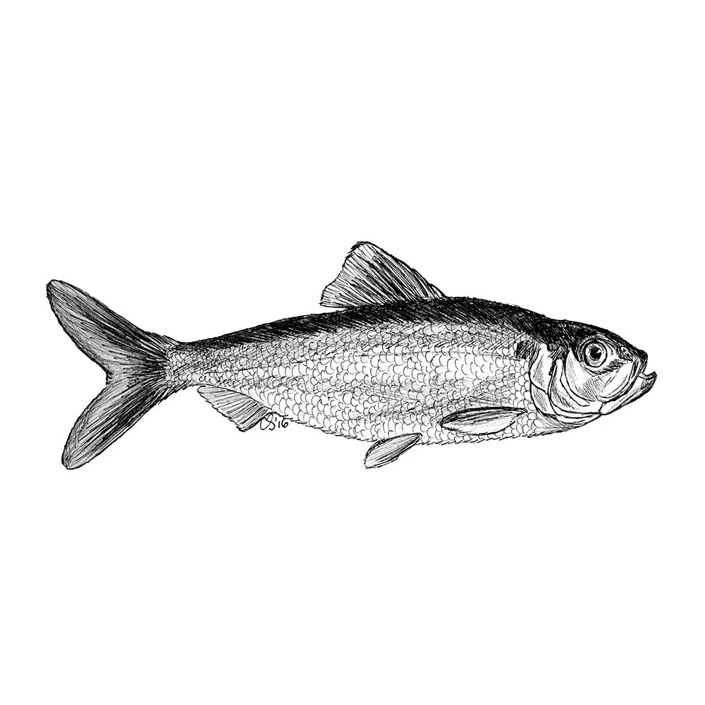 Alewife_Ecommerce_2_1000x1000.jpg
