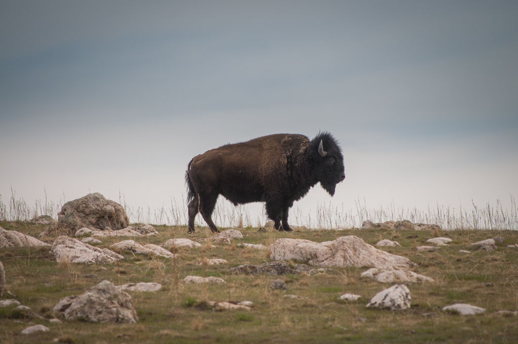 antelope-island-rob-witt-1-rob-witt.jpg