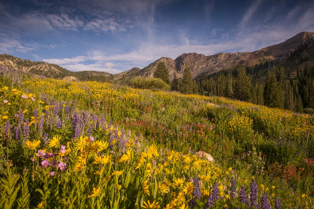 2015-07-Albion-Basin-6-rob-witt.jpg