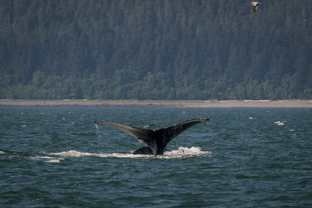 2015-06-Alaska-216-rob-witt.jpg