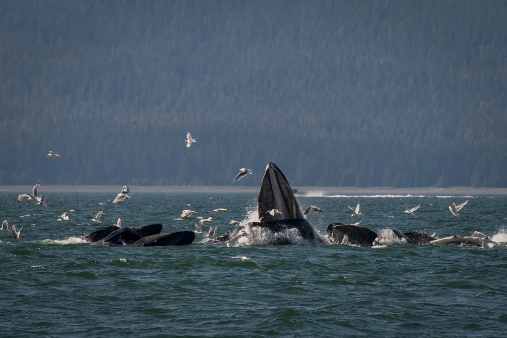 2015-06-Alaska-240-rob-witt.jpg