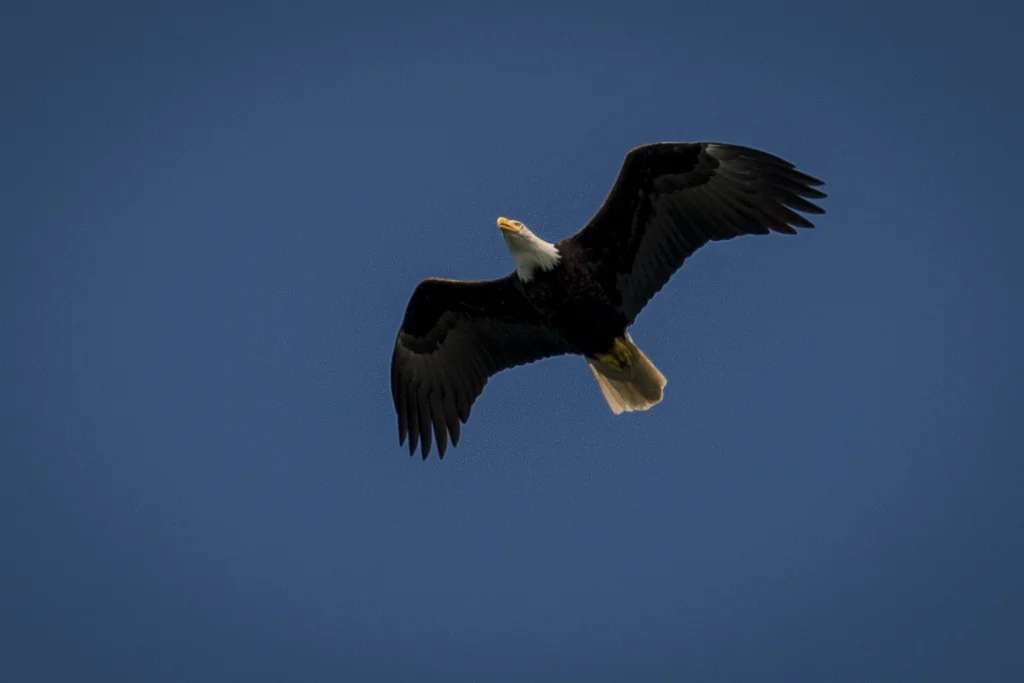 2015-06-Alaska-272-rob-witt.jpg