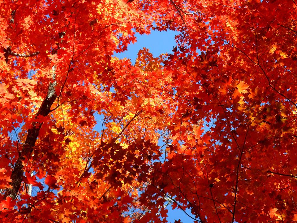 Fall Colours.jpg