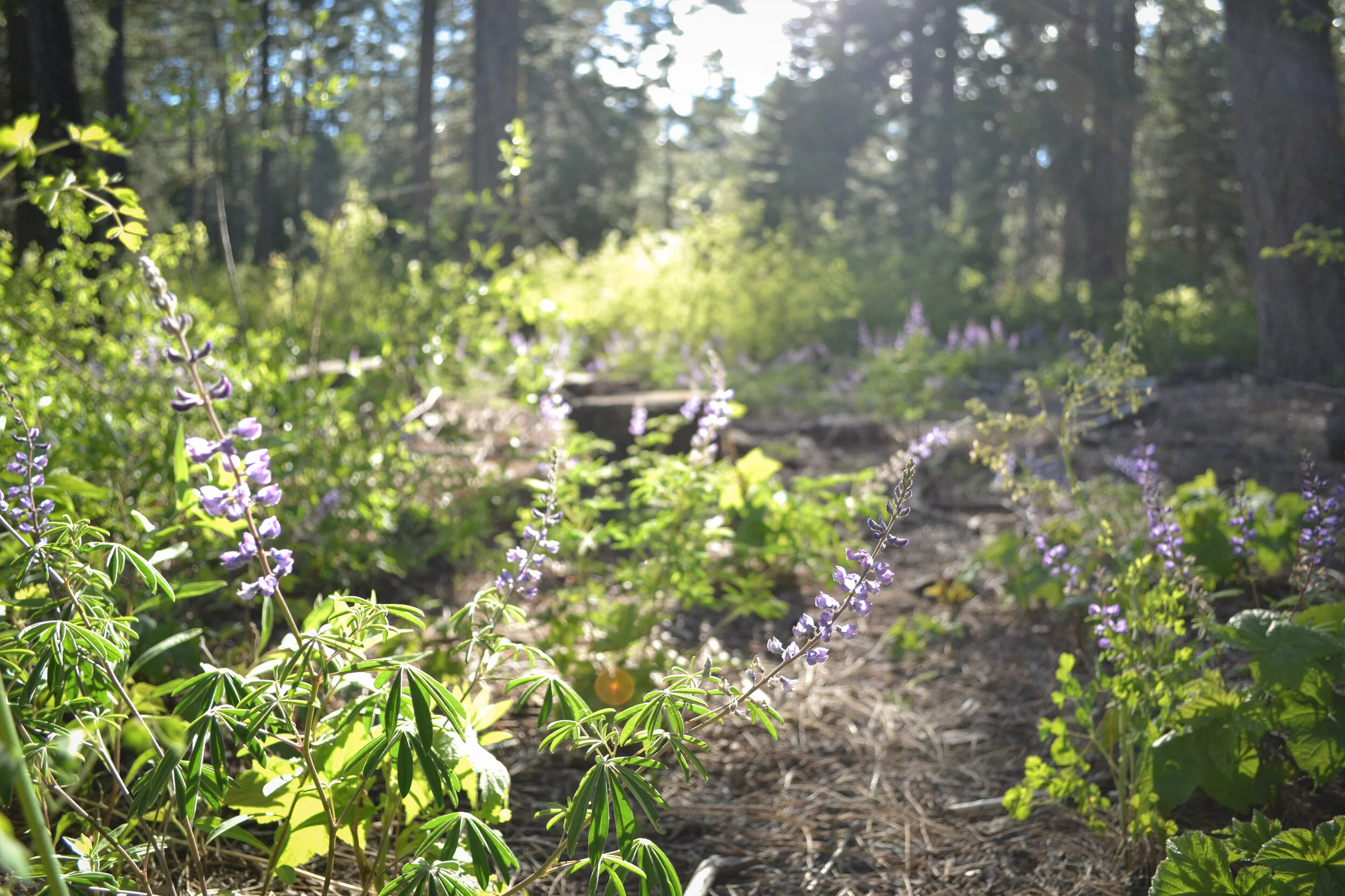 nature-lake-tahoe