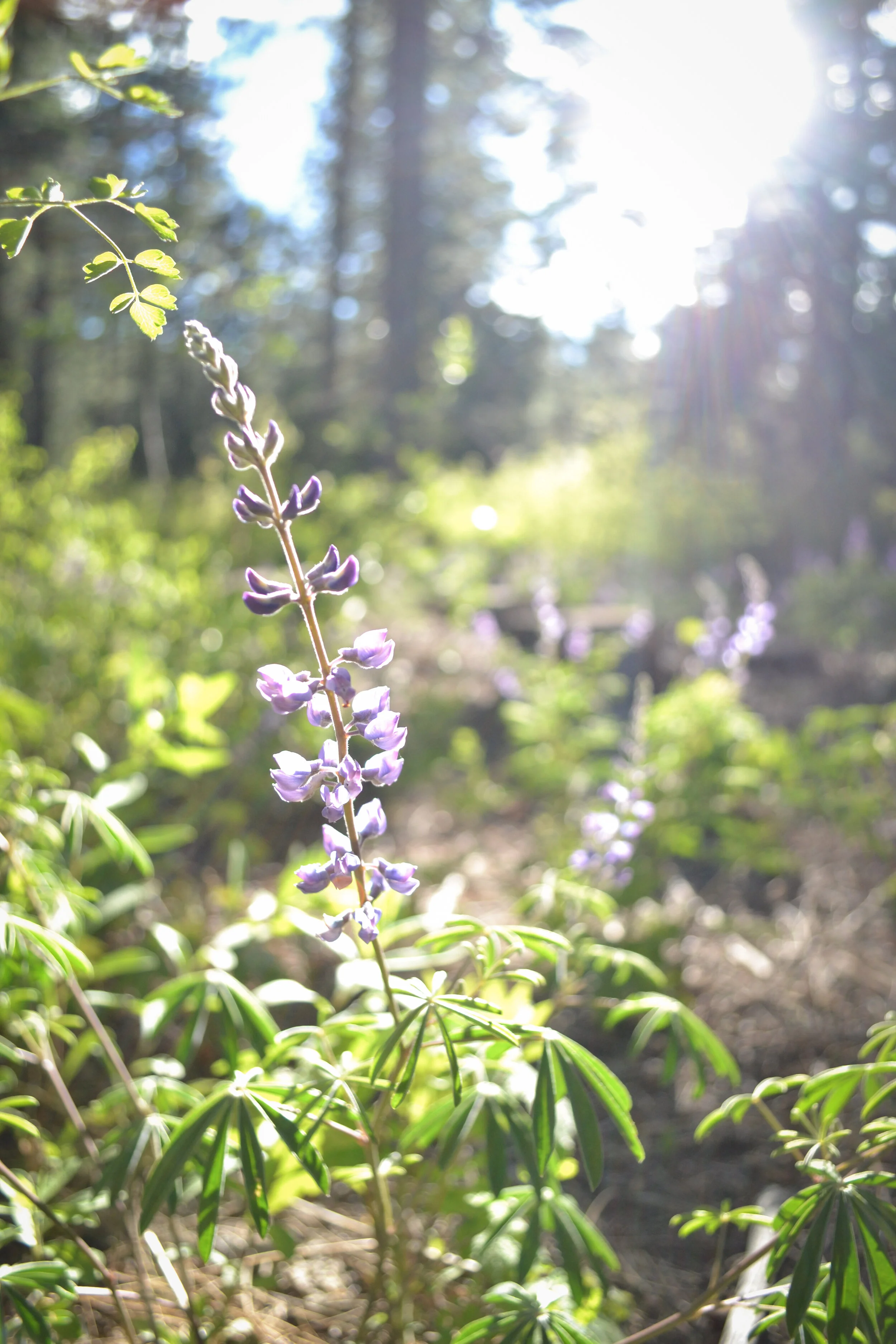 flowers-lake-tahoe