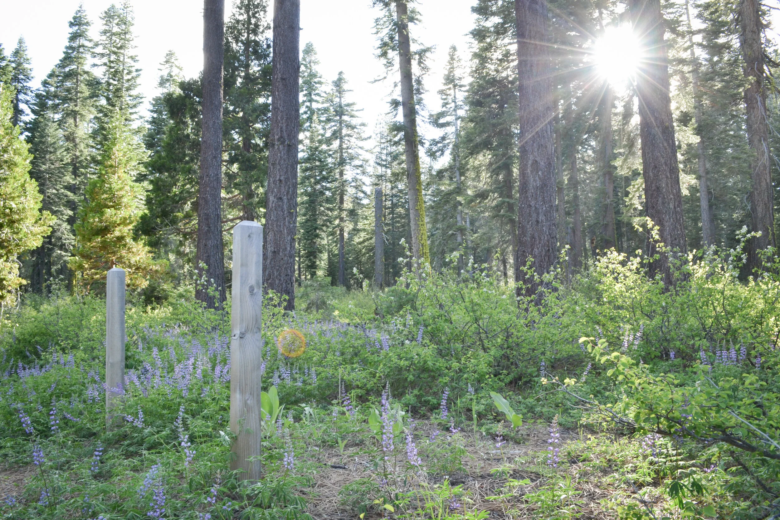 tahoe-trailways-bike-path