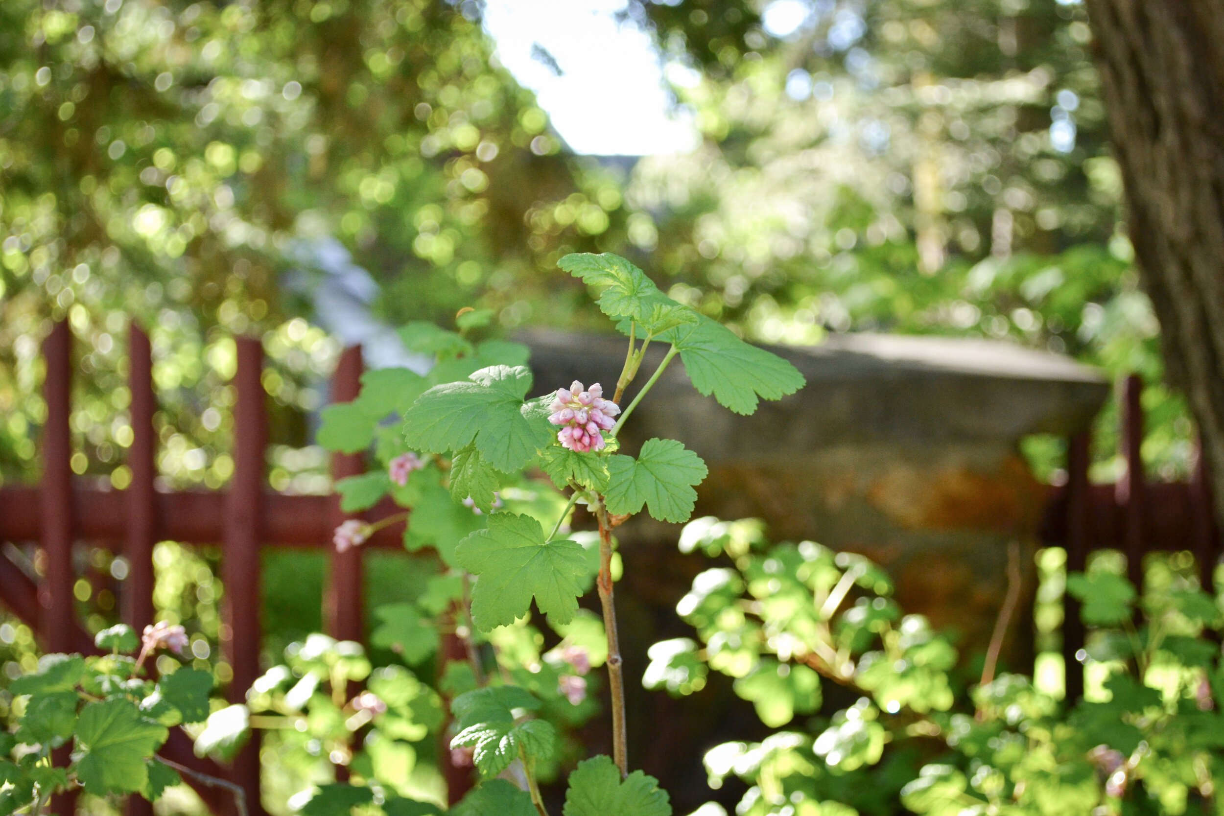 hurricane-bay-garden-lake-tahoe