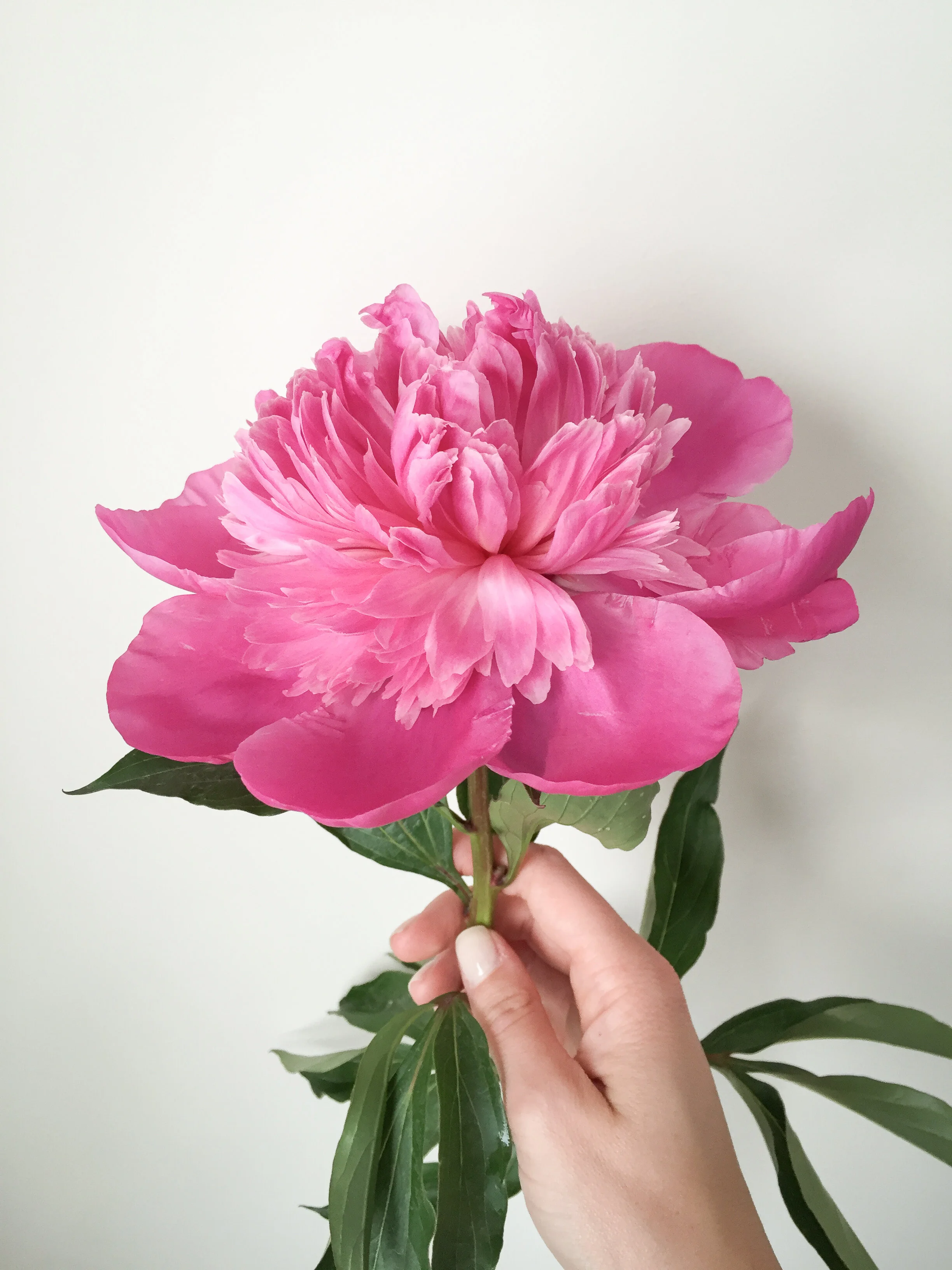 Arranging Peonies