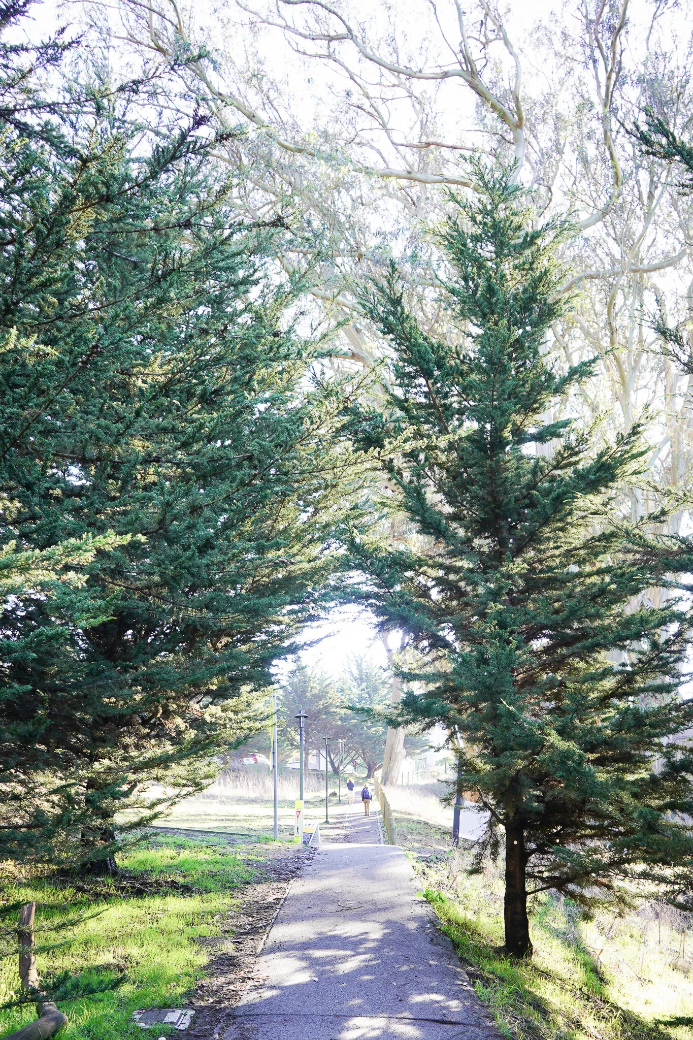loverslanetrees.jpg