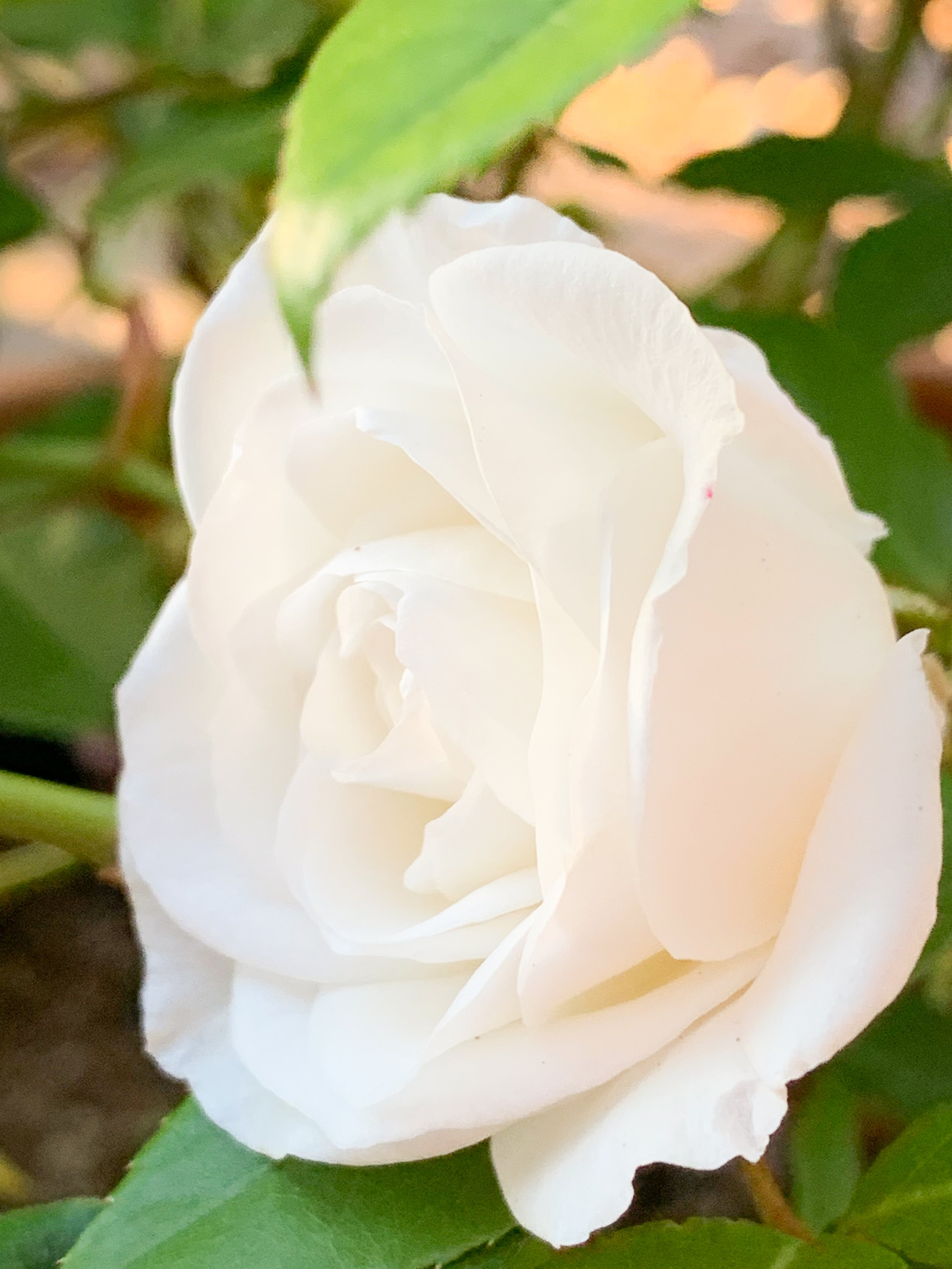 Plants We Love: Iceberg Roses