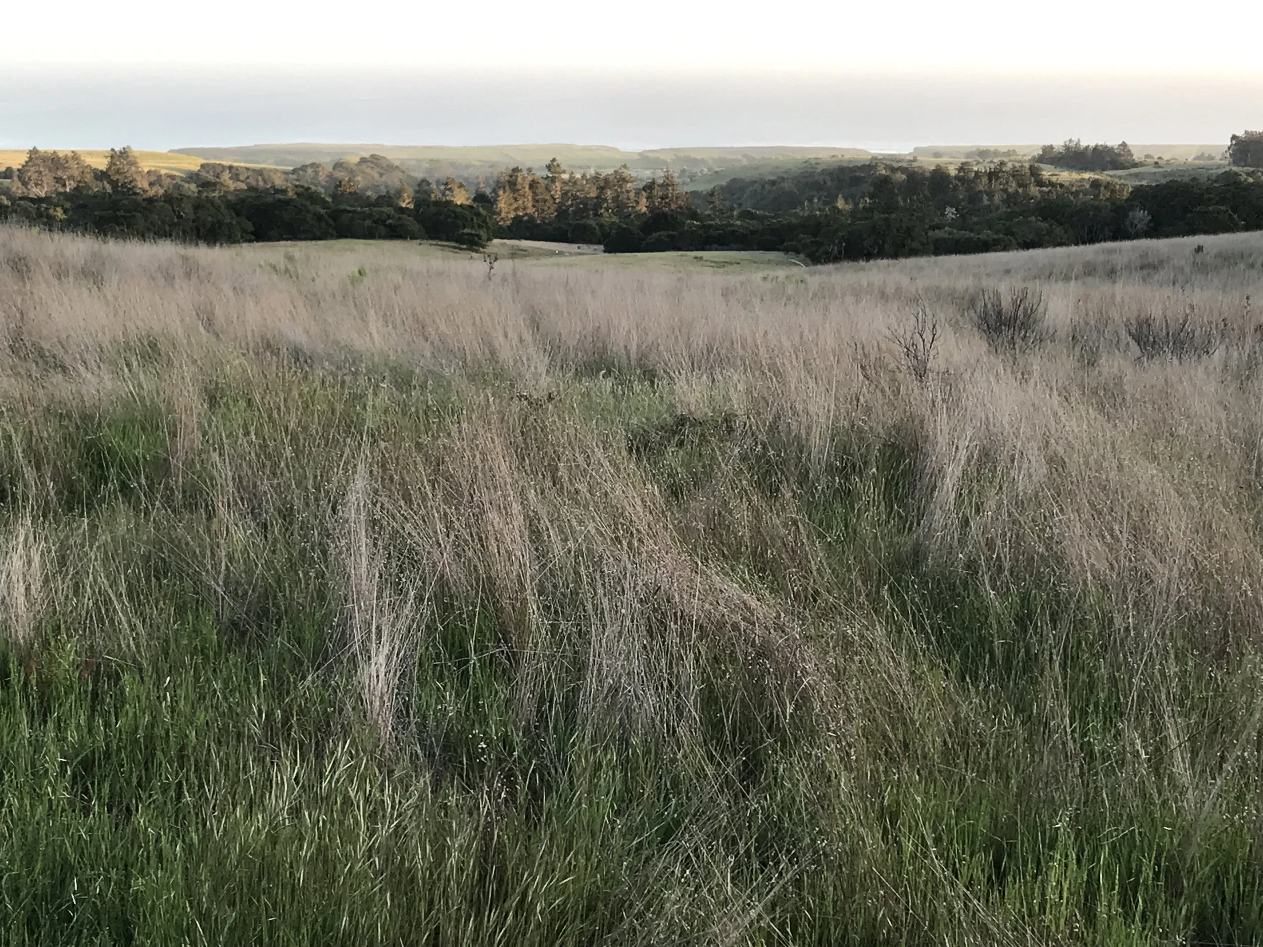 At Home in the Natural World