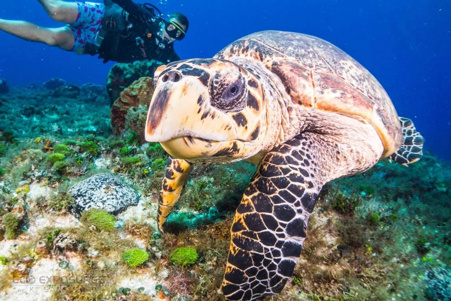 Yep that’s me behind this big ole sea turtle. He doesn’t seem to impressed with my presence