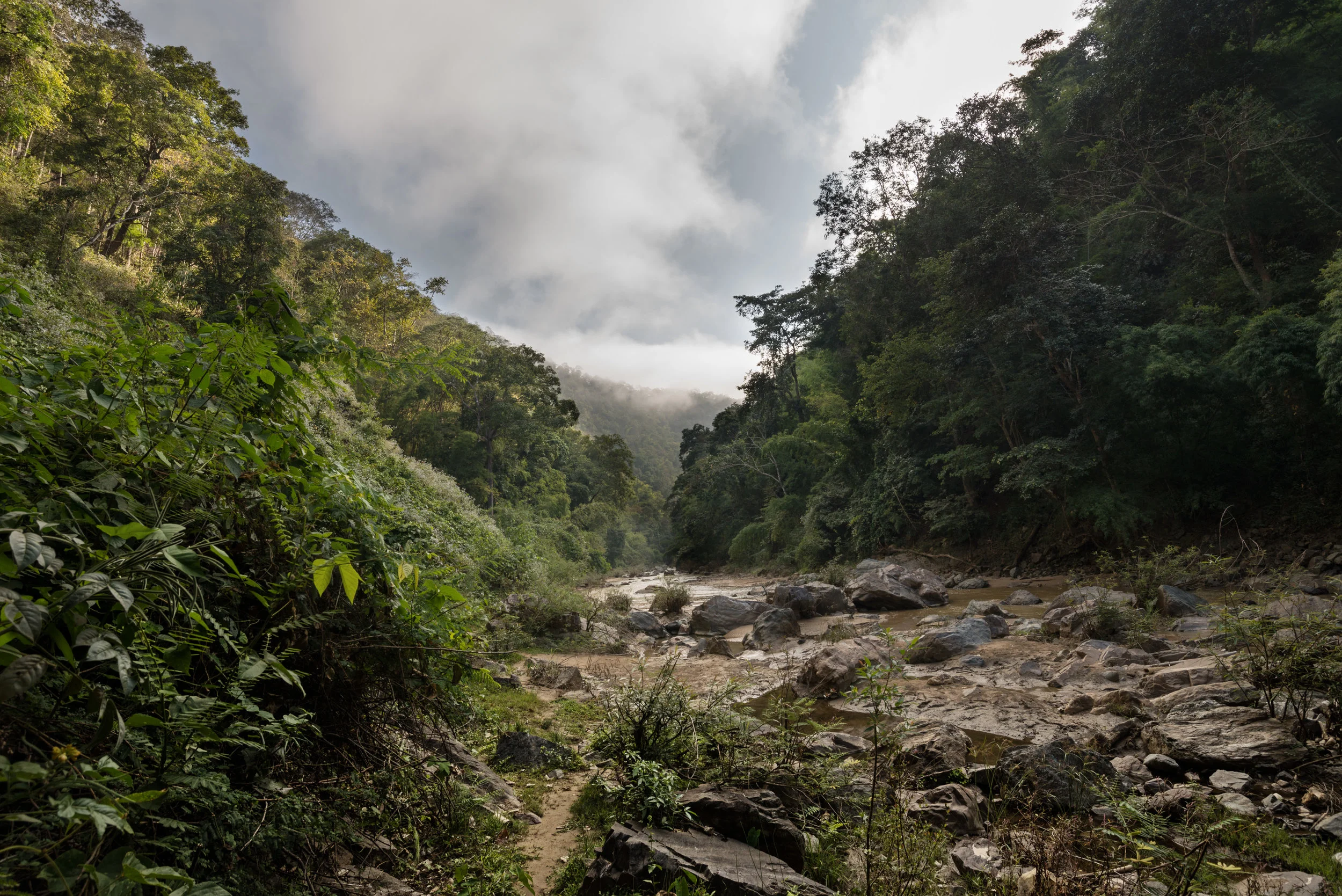 Jungle, north of Thailand