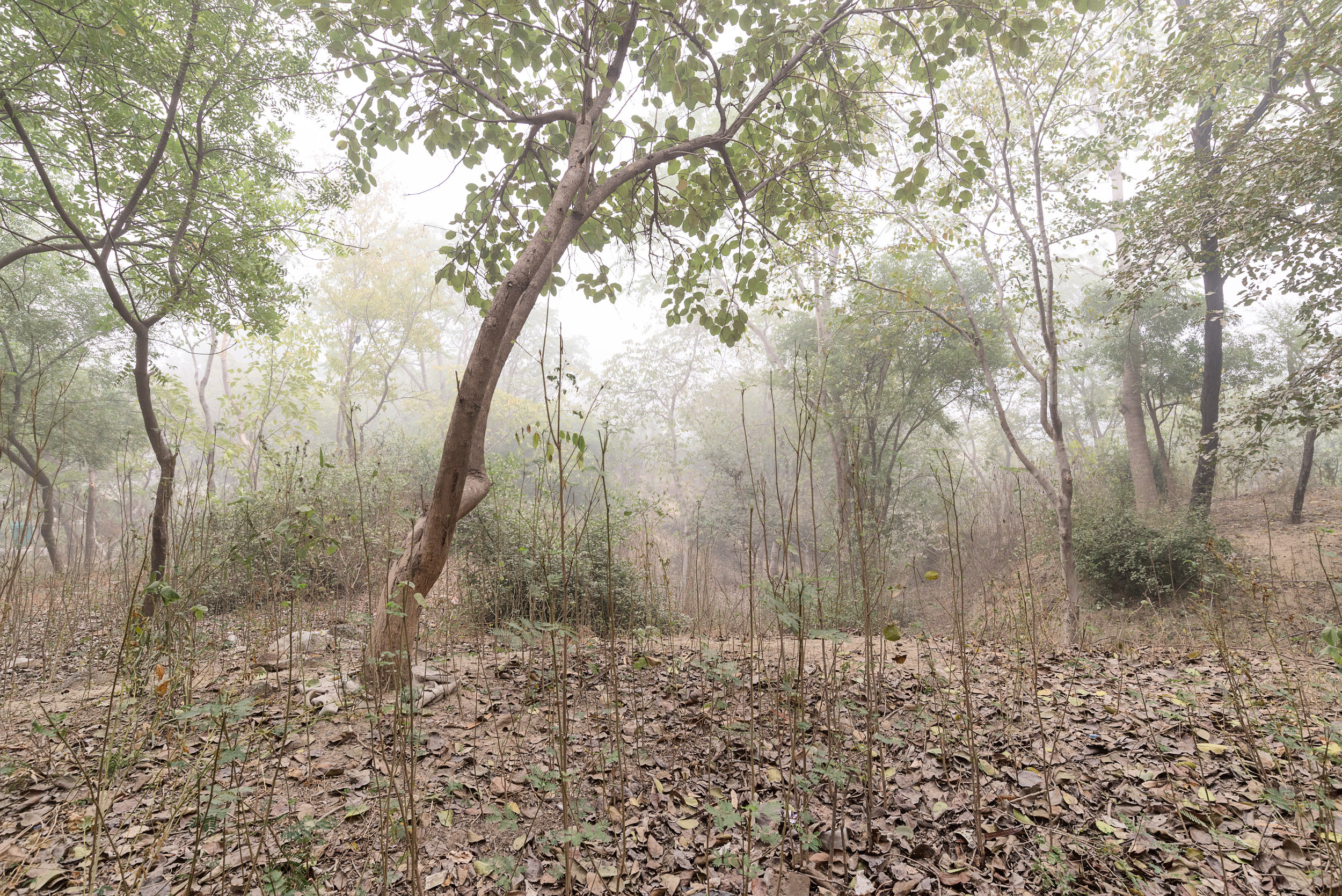 Agra Taj Nature Walk, Uttar Pradesh