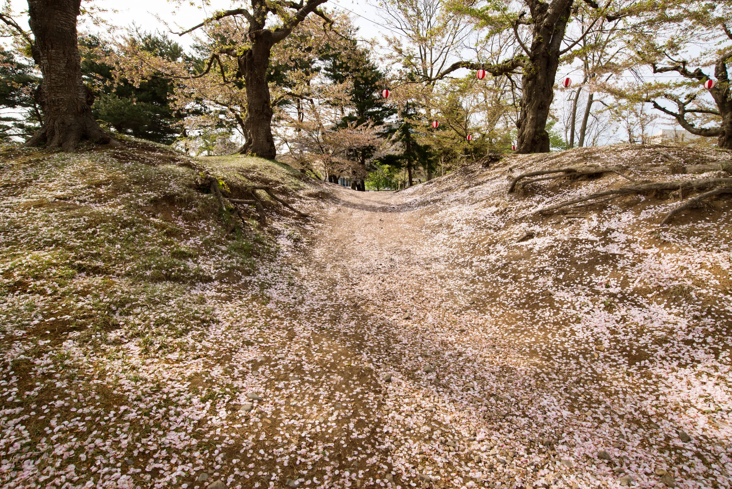 Goryōkaku park, Hakodate