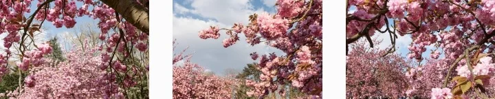 memorama cherry blossom.jpg