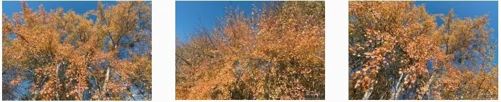memorama autumn rit.jpg