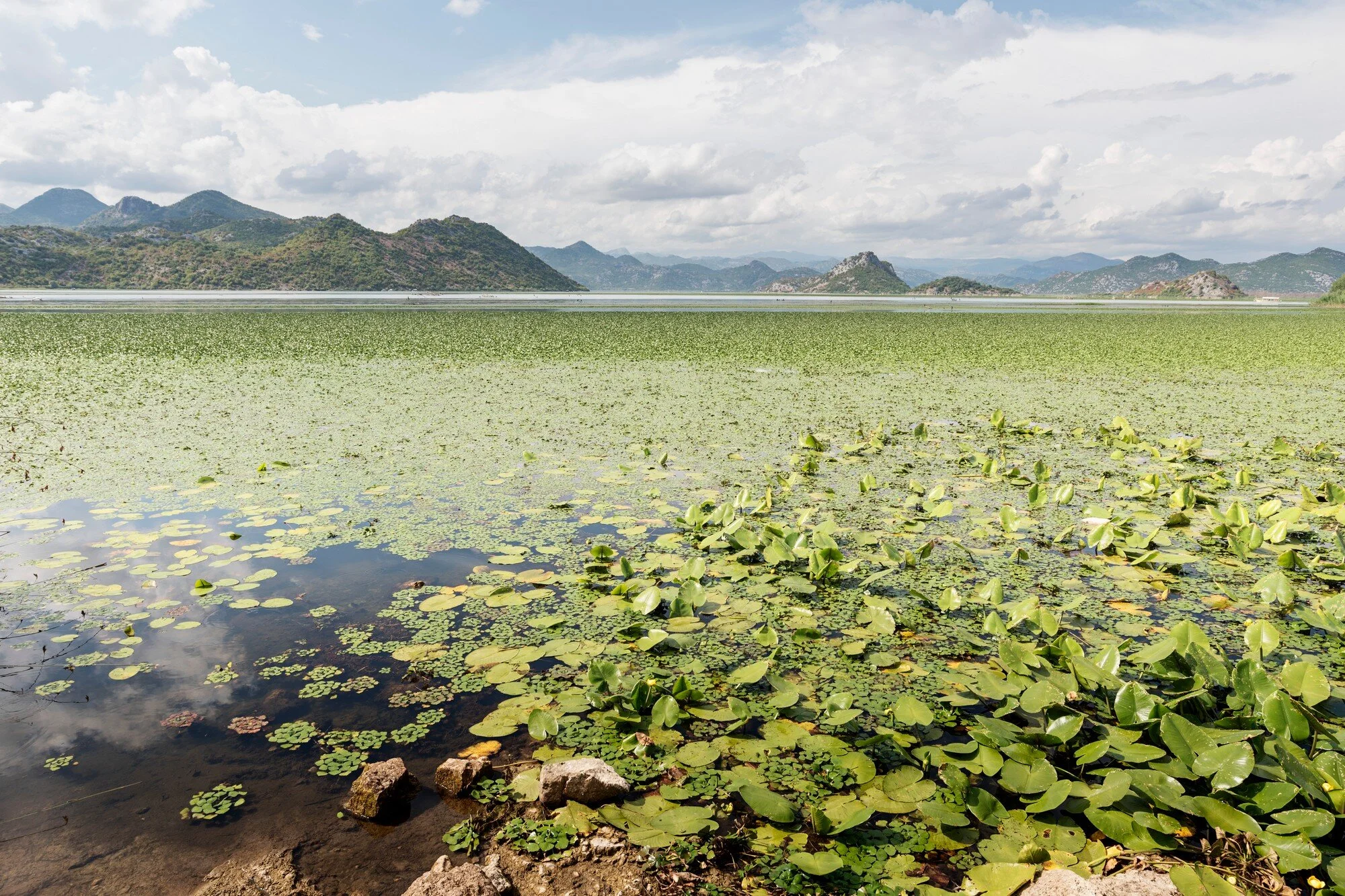 Skadar Lake.jpg