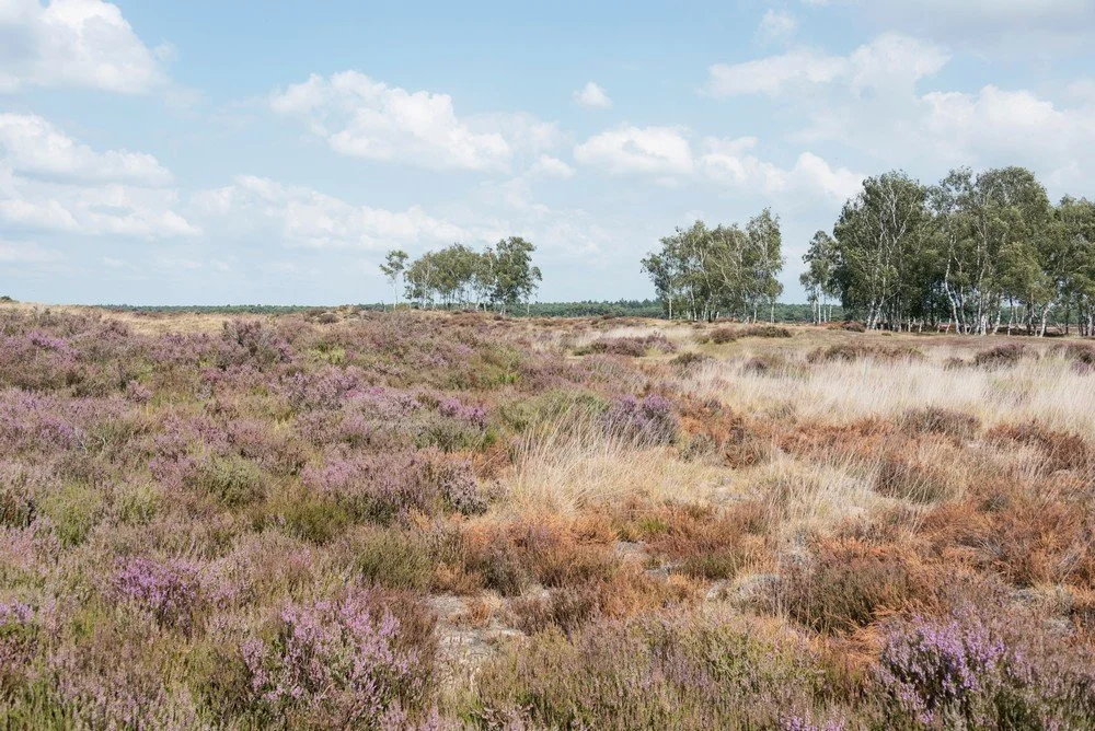 D12_6842 Kalmthoutse Heide 2_cm.jpg