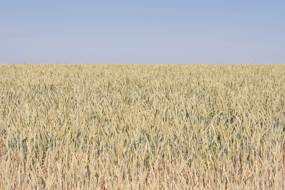 D16_6951 Bertem wheat fields_cm.jpg