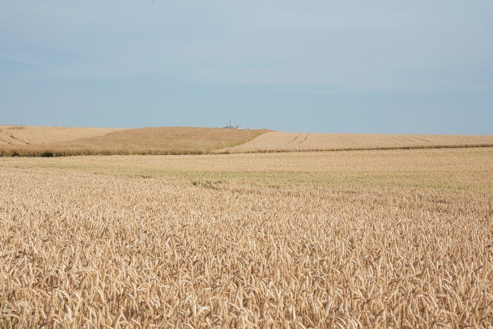 D16_7674 Leuven wheat fields_cm.jpg