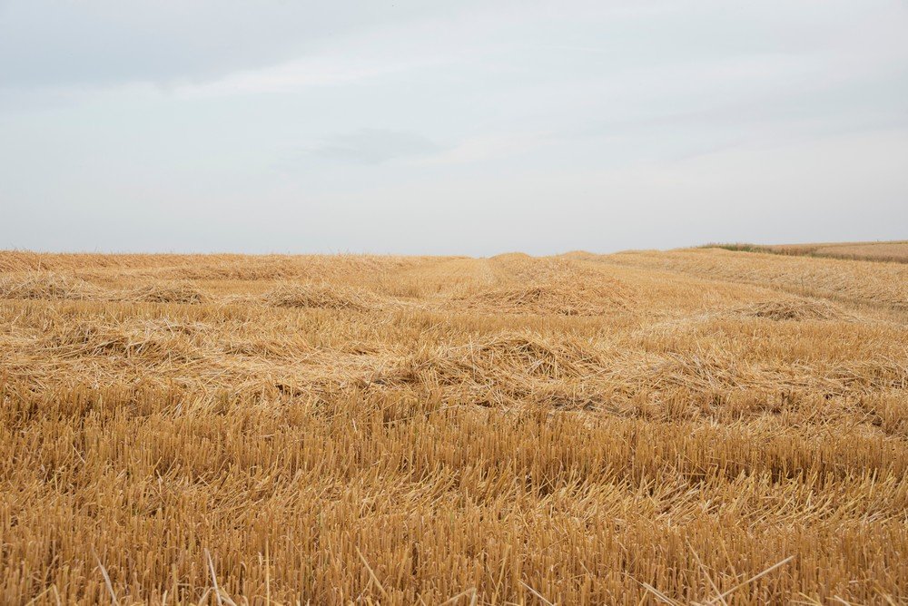 D16_7772 Leuven wheat fields_cm.jpg