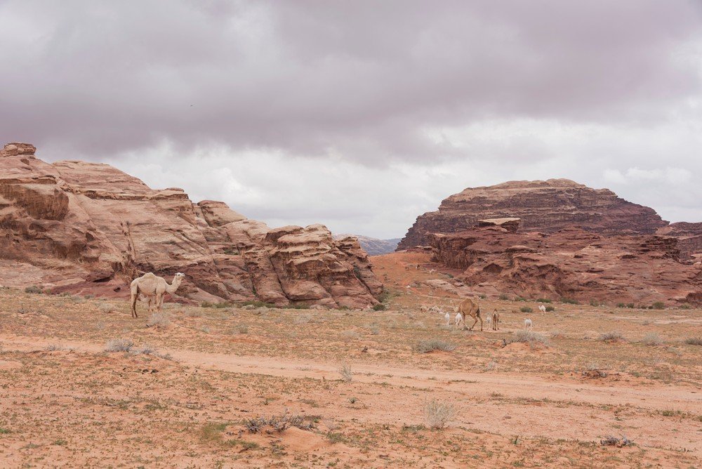 D19_0242 Wadi Rum.jpg