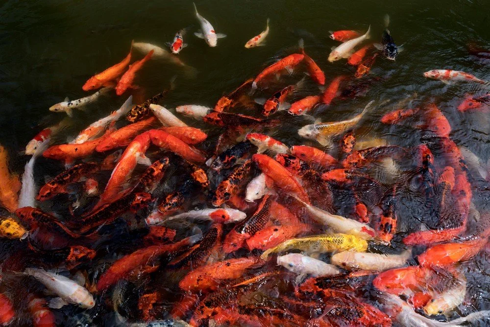 D22_8174 Koi Fish_cm.jpg