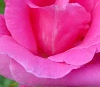 rose in bloom.jpeg