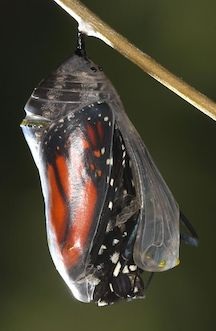 Monarch+butterfly+ready+to+emerge+from+its+chrysalis.jpg