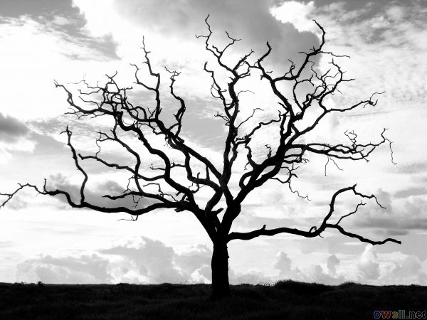dead tree.jpeg