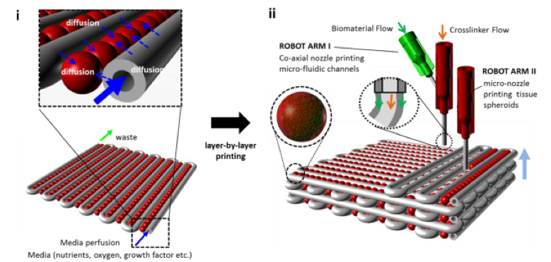 Vascularization using Microfluidic Channels