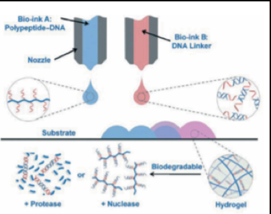 Bioprinting Process