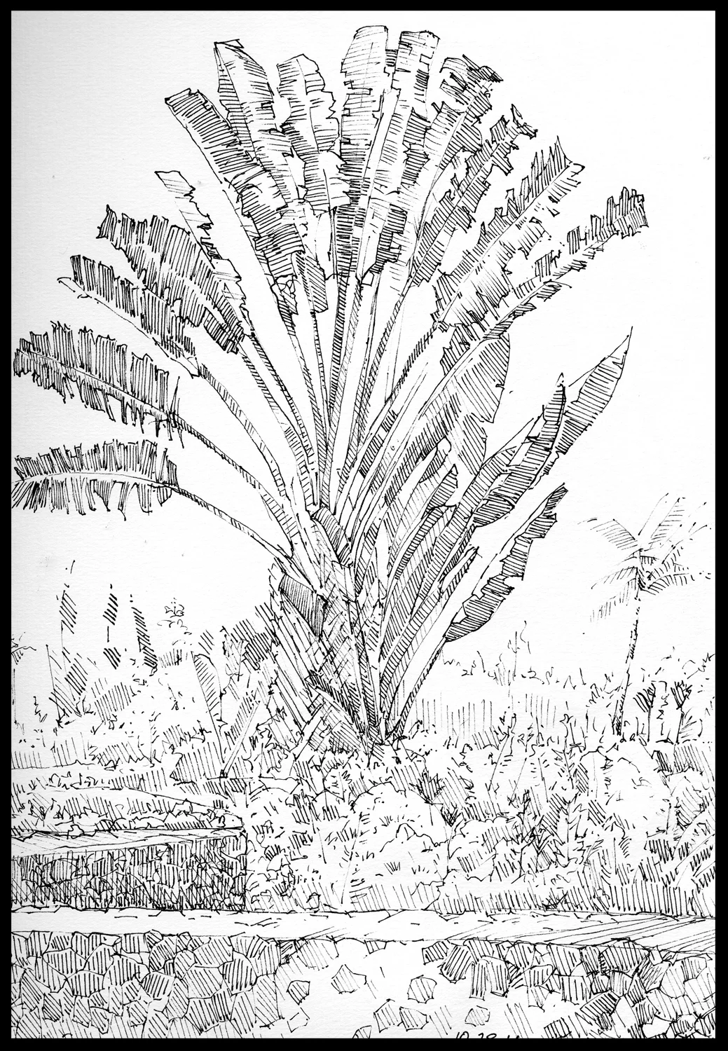 Fan Palm Kona Oct 2014