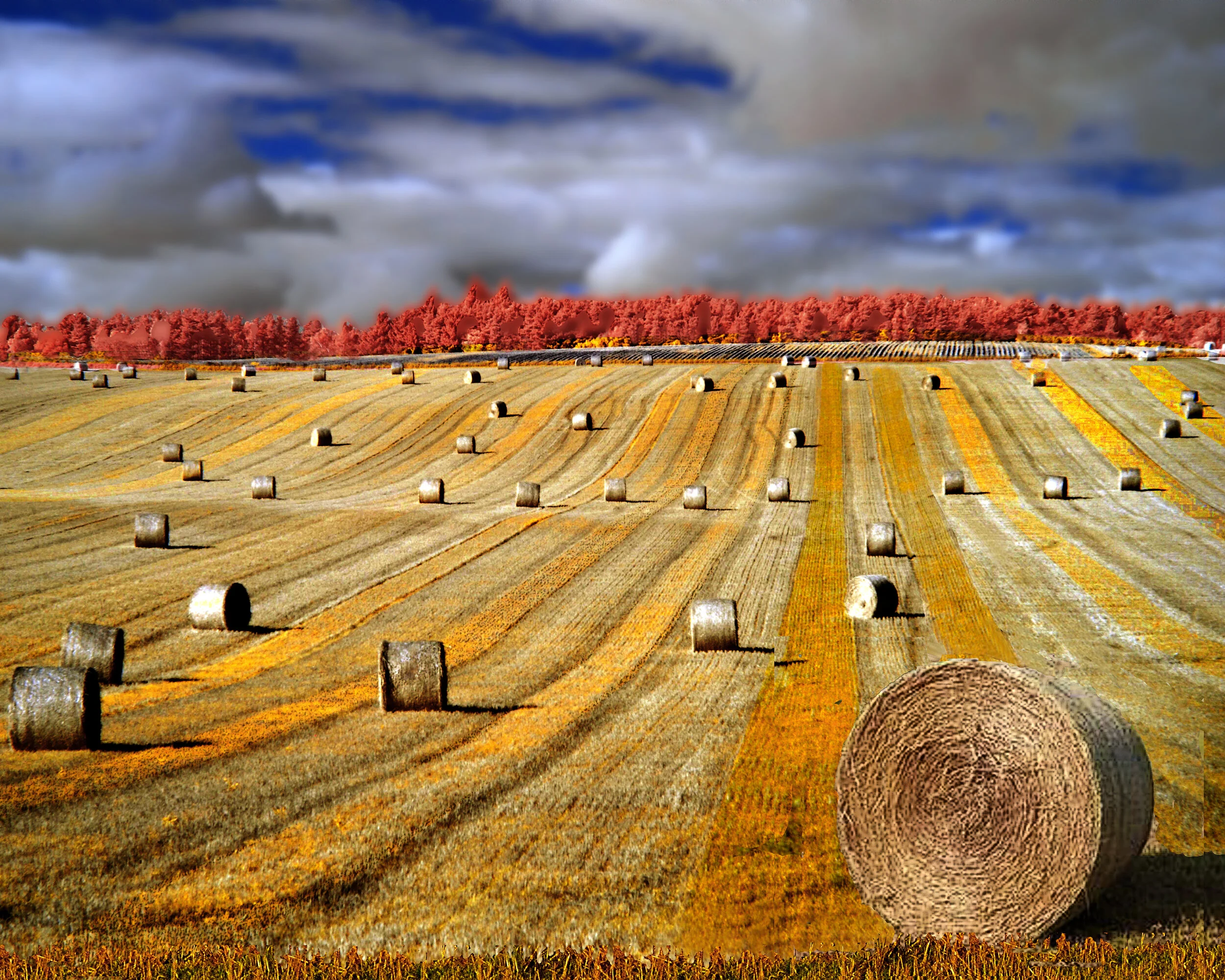 Harvest, Scottish Highlands
