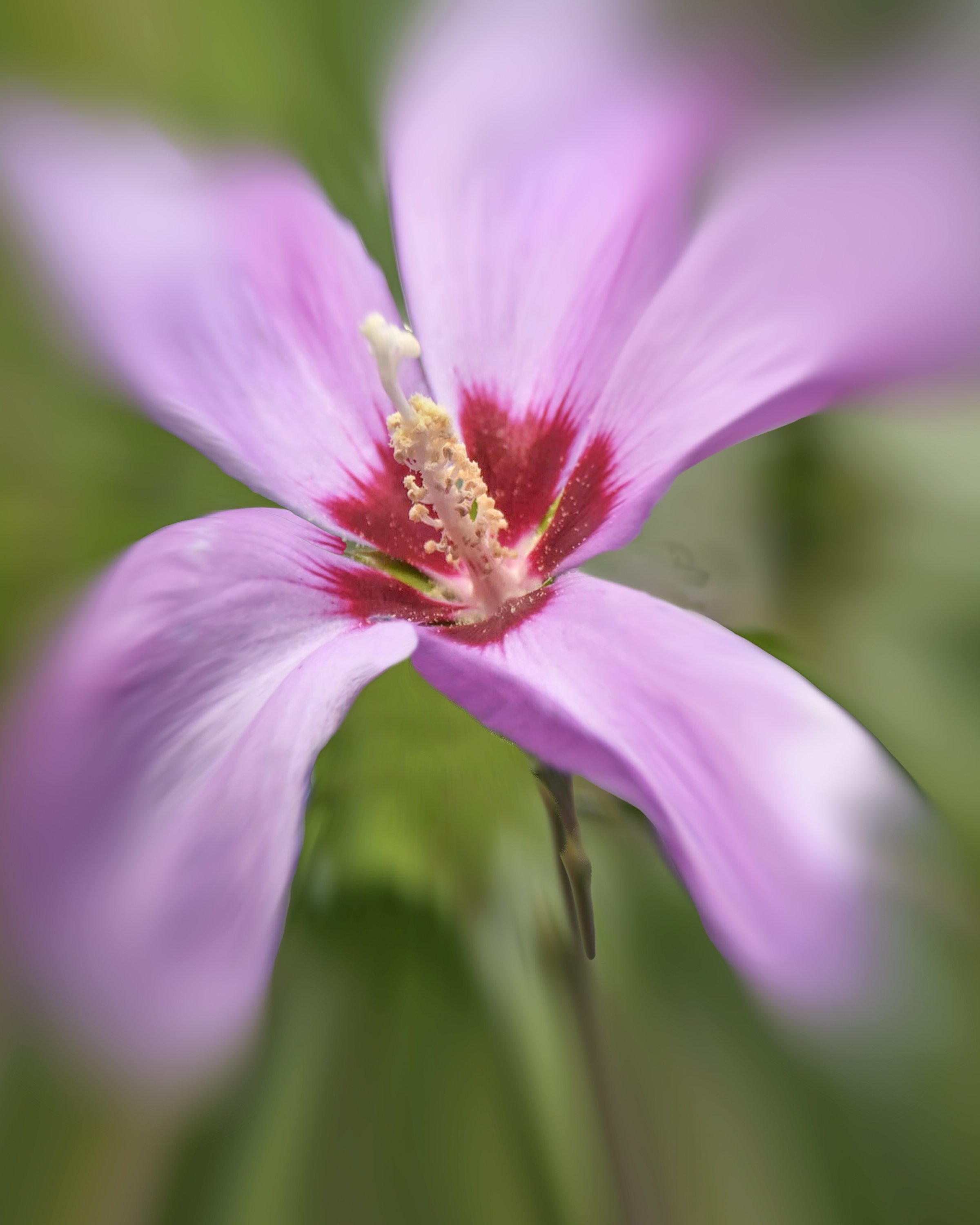 Rose of Sharon