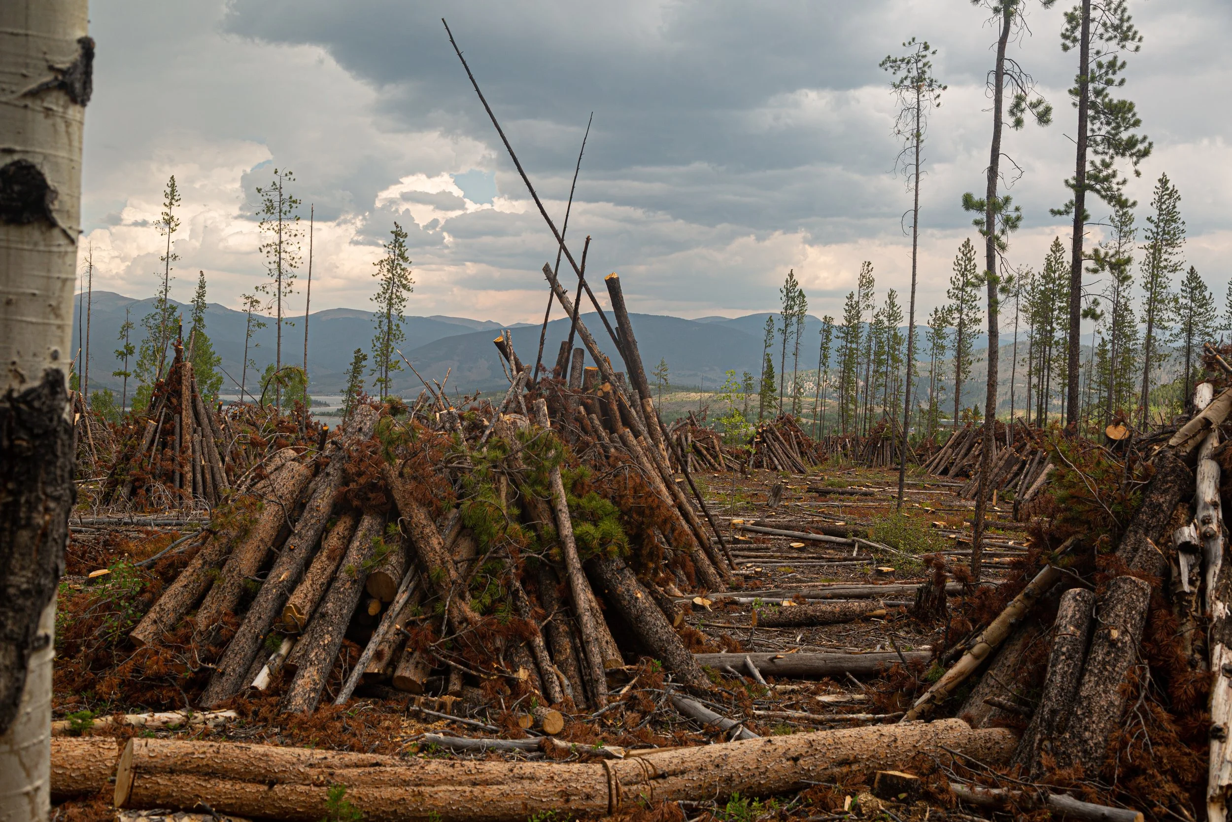 Forestry Mulching