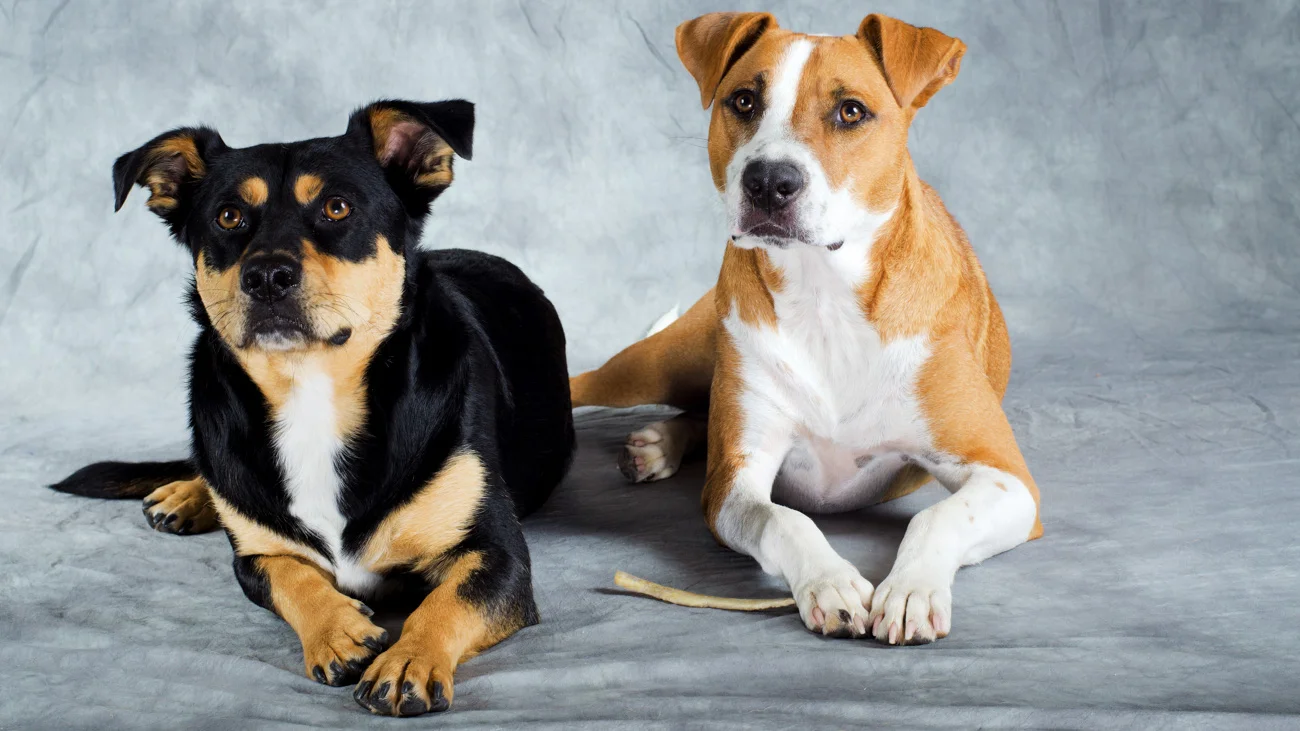 Stamford ( left) and Roman (right) are Richmond, VA dogs. When this image was taken, one of their owners was making a fool of herself in order to get the dogs to look interested, and obviously It worked. In photographing dog portraits, it helps tremendously if the dogs know the "stay" command, as these two clearly do. Still, the photographer has to be quick --- there are limits.