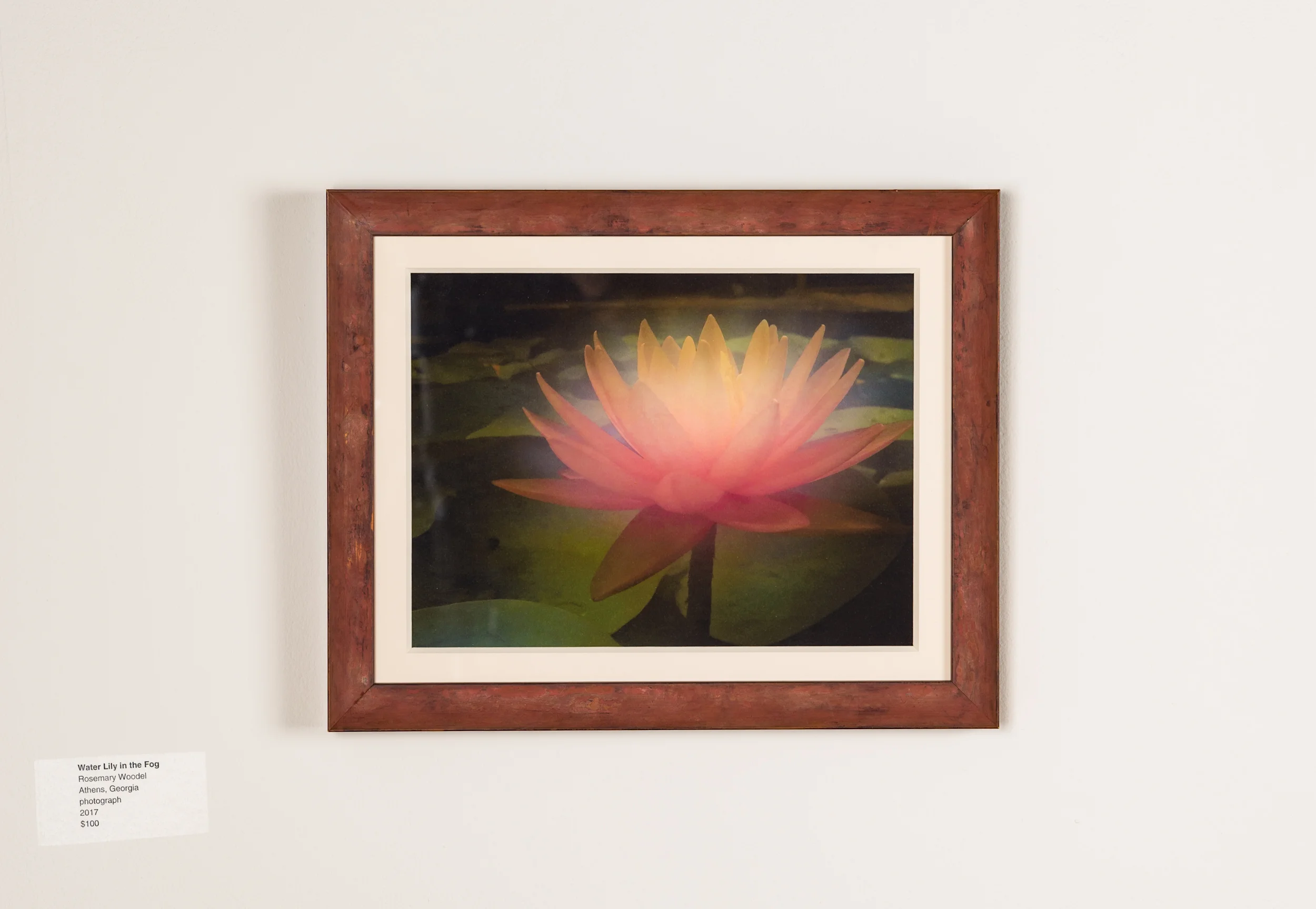 Water Lily in the Fog Rosemary Woodel Athens GA Photograph 2017 $100