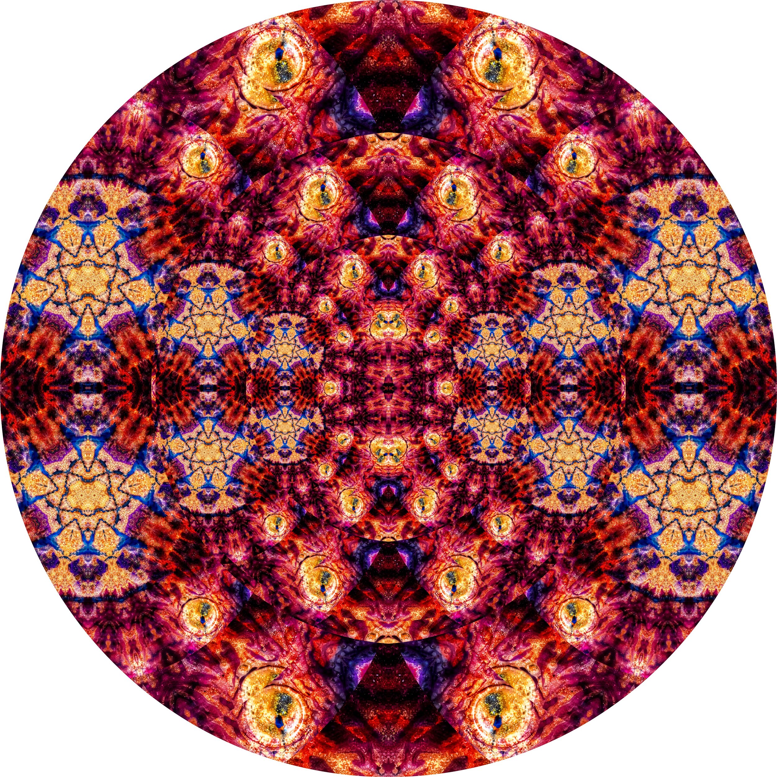 Octopus #A 11.JPG