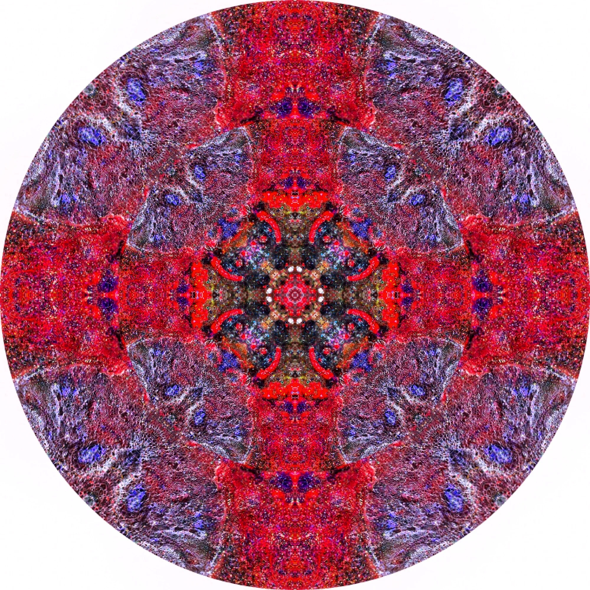 Parrot Fish #A 7.JPG