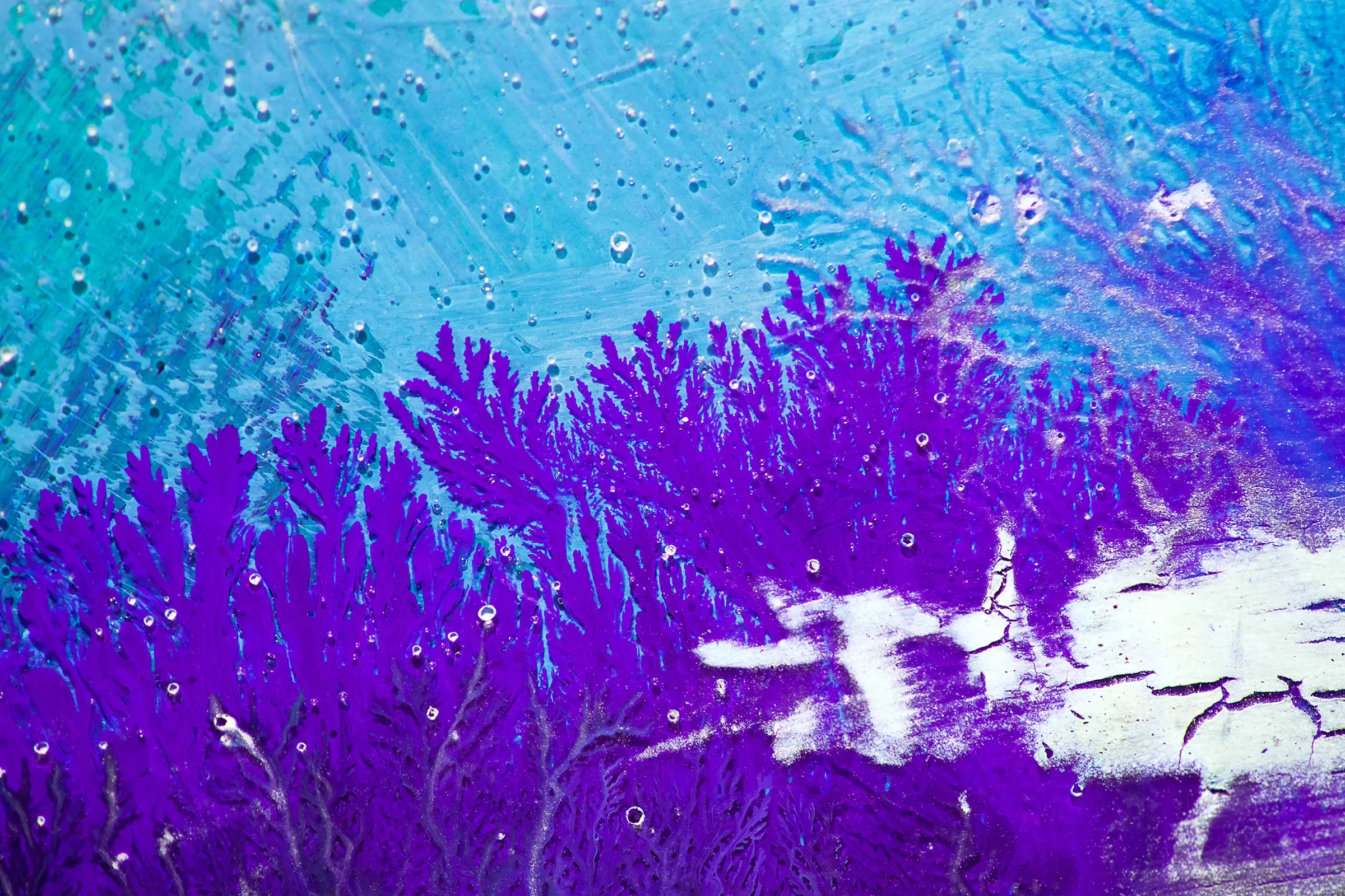 Purple Coral in the Afternoon Light