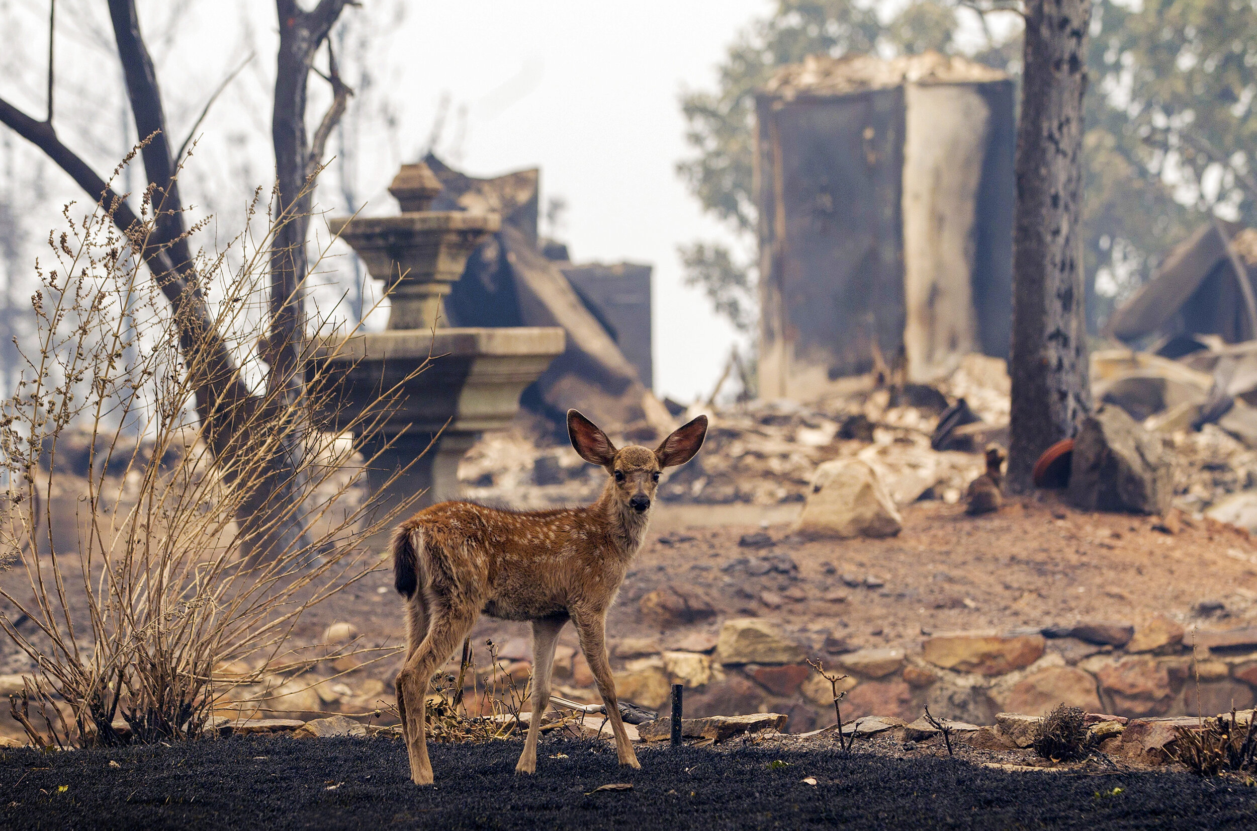 Carr fire, California