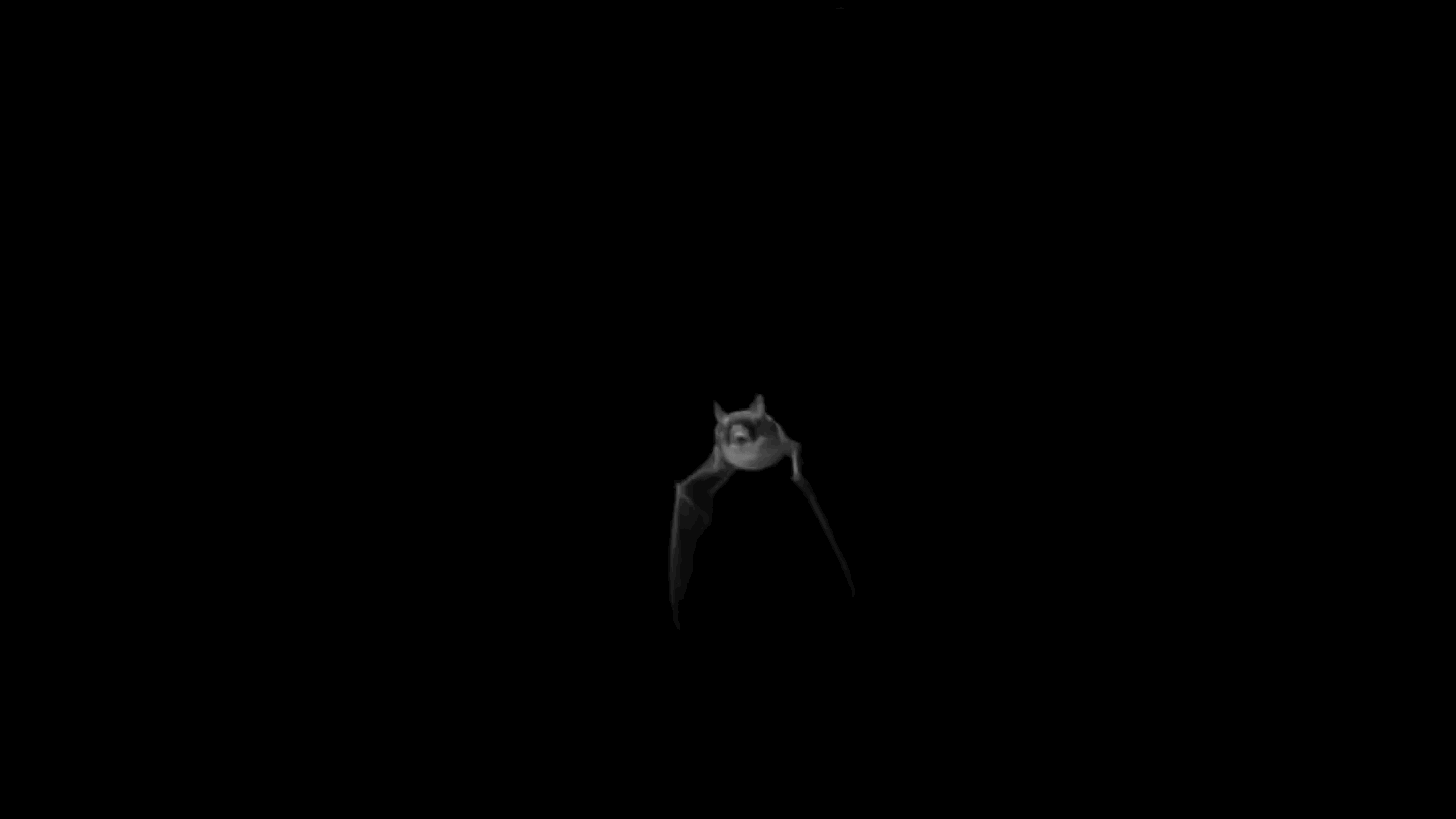 batfly2.gif