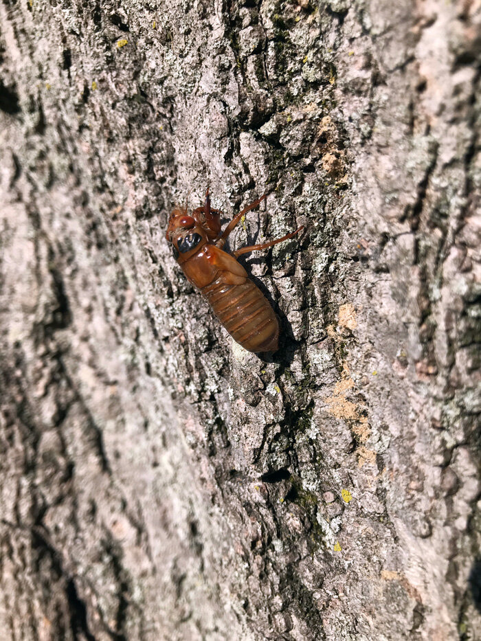 Brood X - Collecting and Cooking Cicadas 101 — The Food Archive