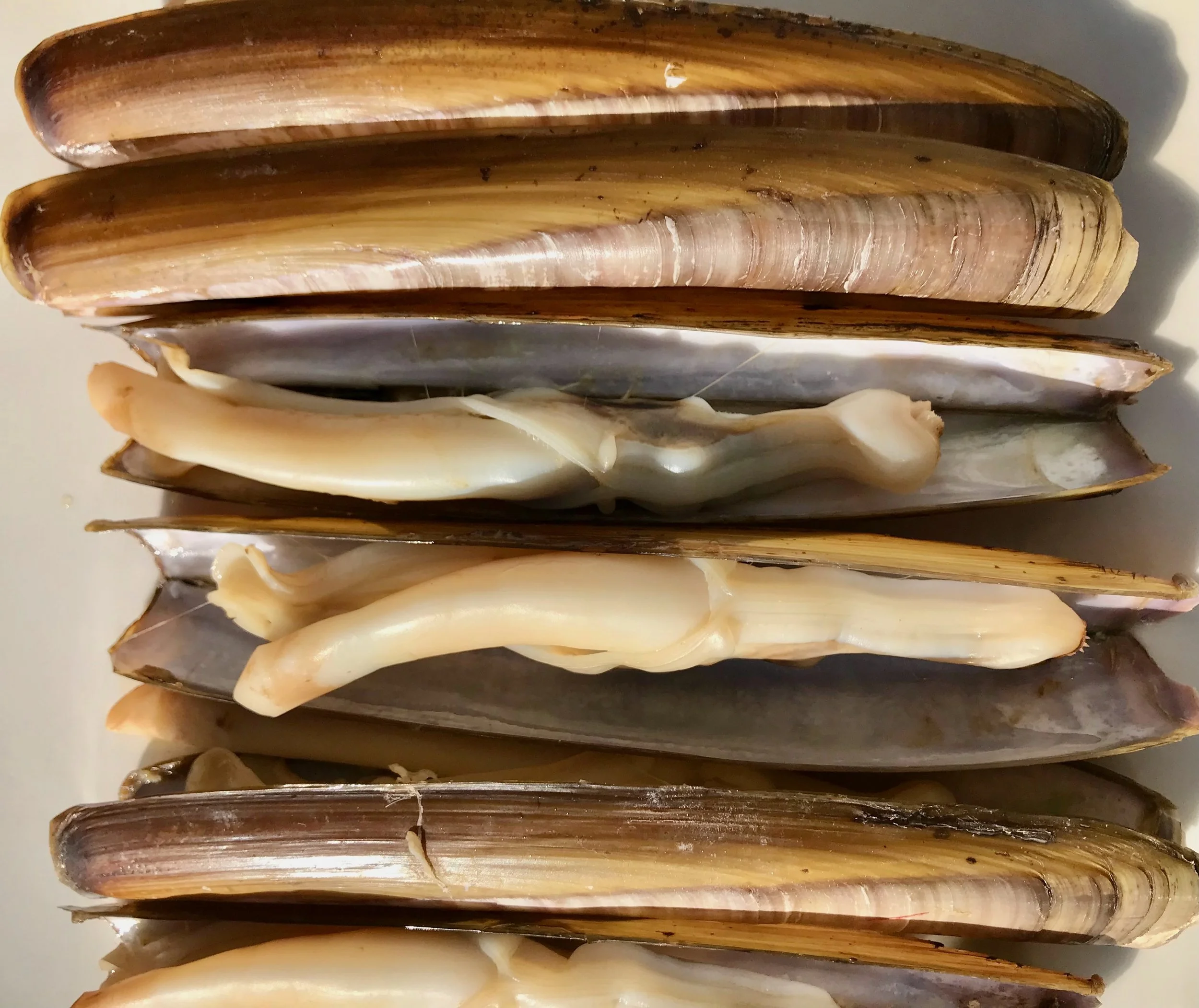 razor clams.jpeg