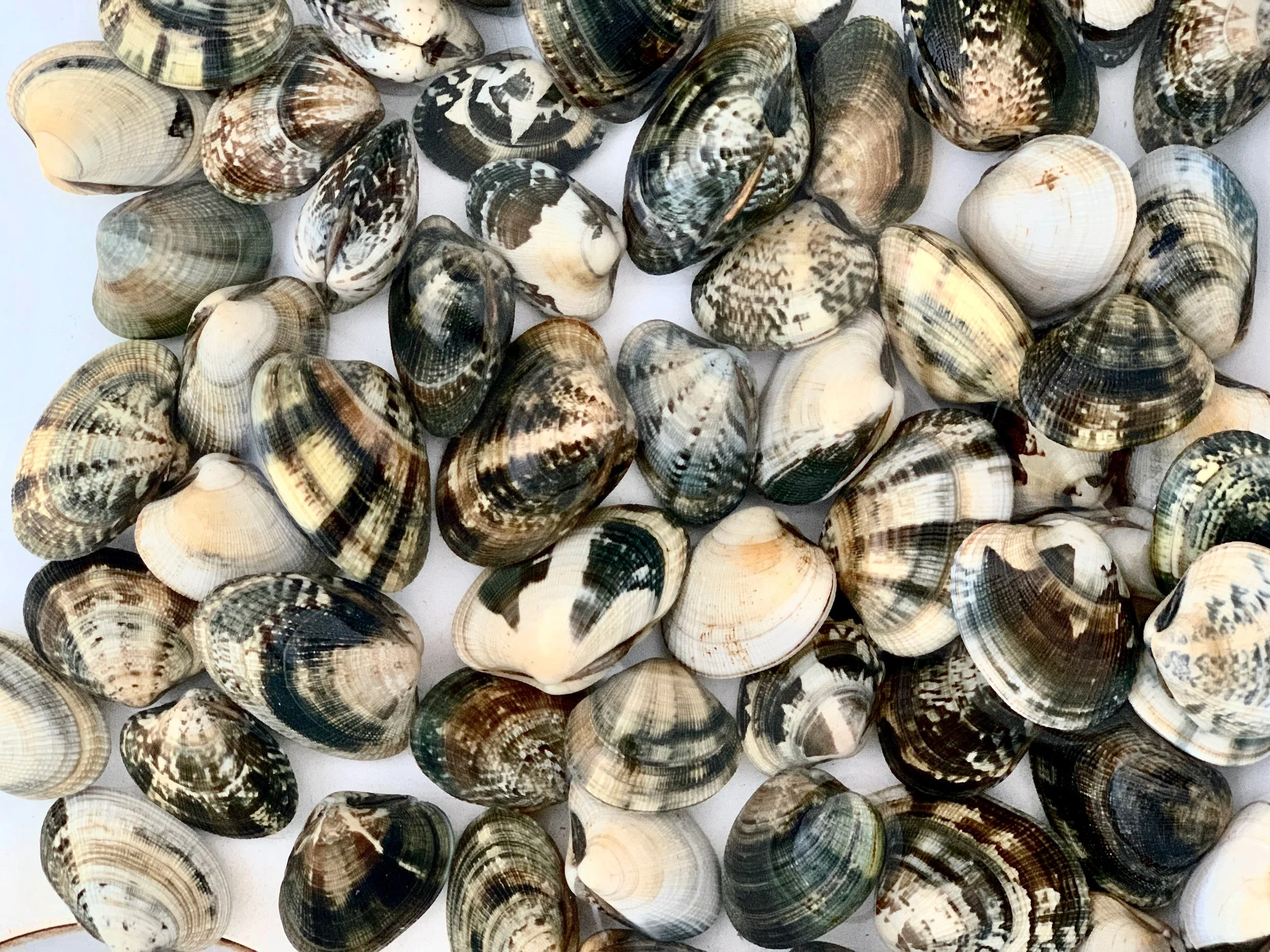 speckled clams.jpeg