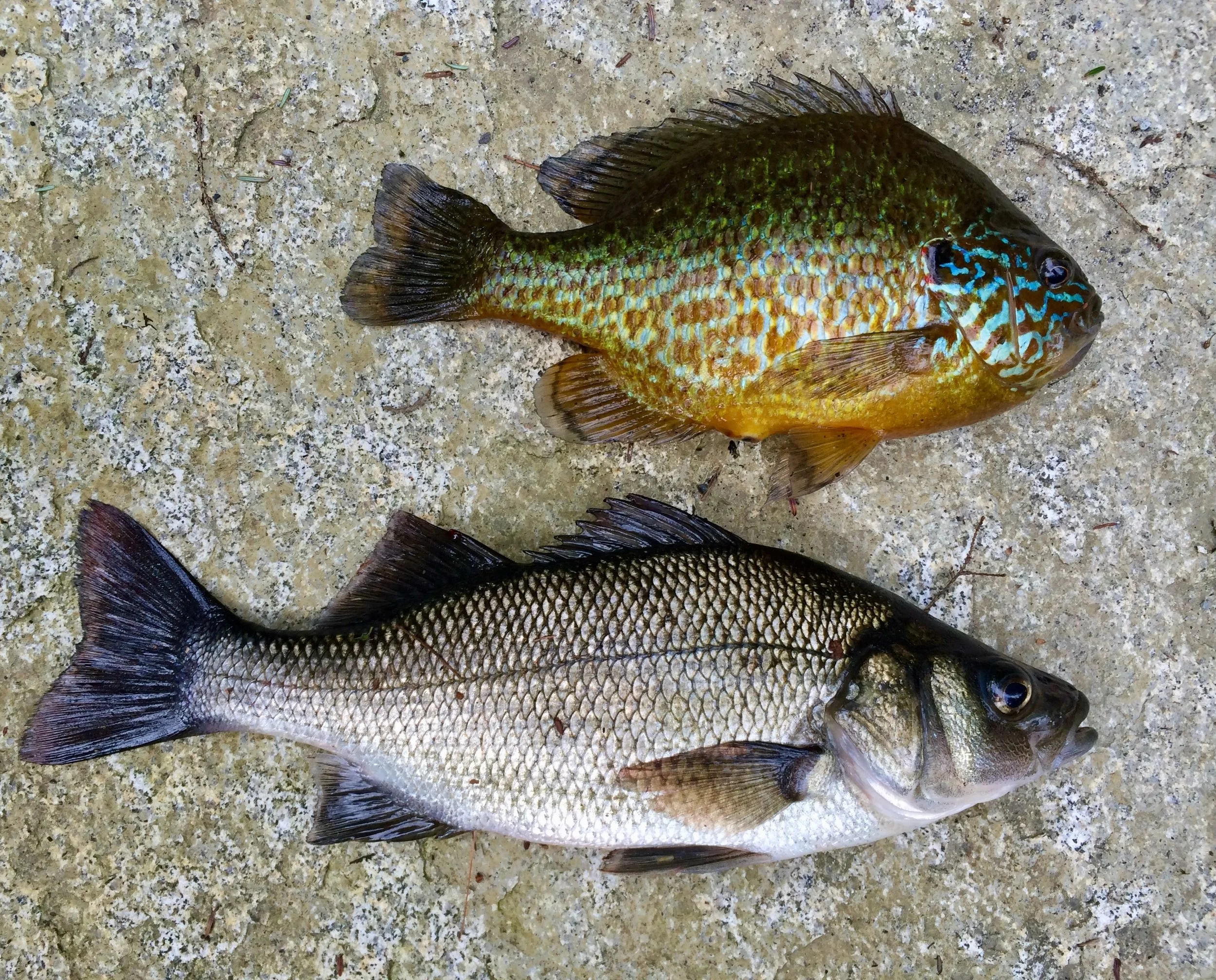 two fish on beach.jpeg