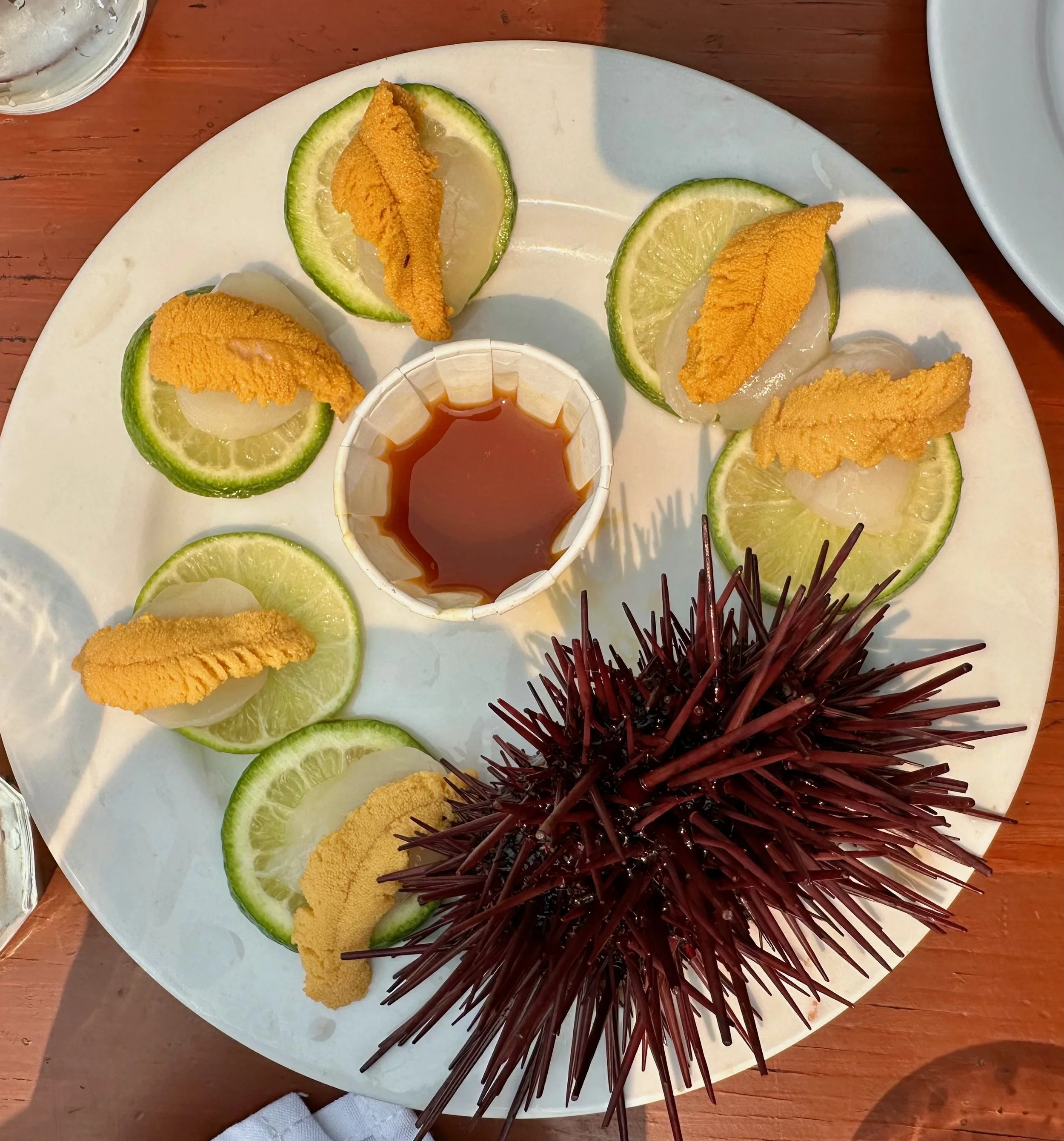 urchin and spines.jpeg