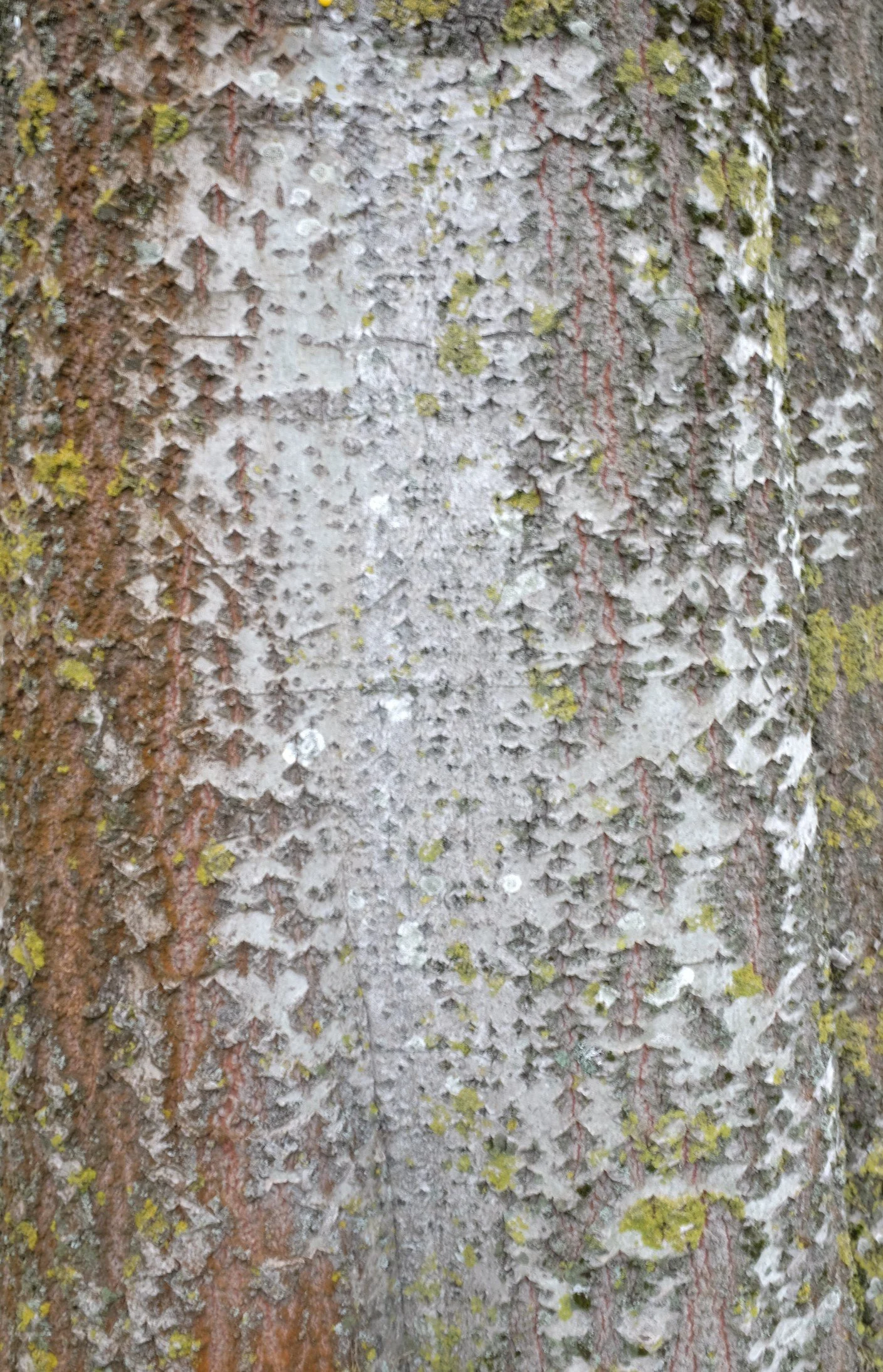 DSCF6280.JPG
